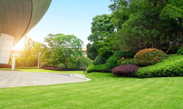 Commercial Shrub Trimming in Marion