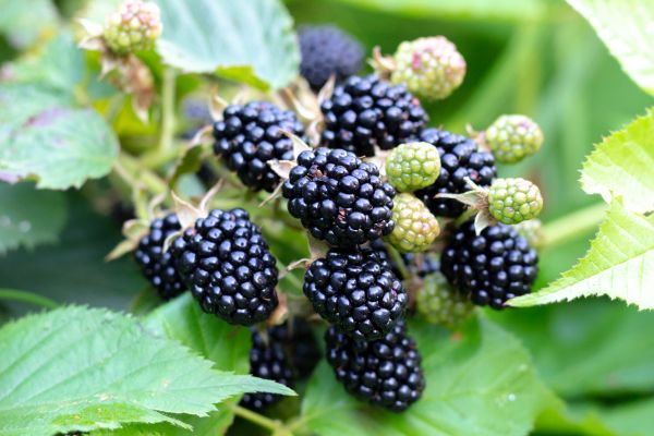 Blackberry Bush Removal in Marion