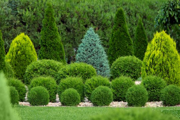 Cost of Bush Shaping Service in Marion