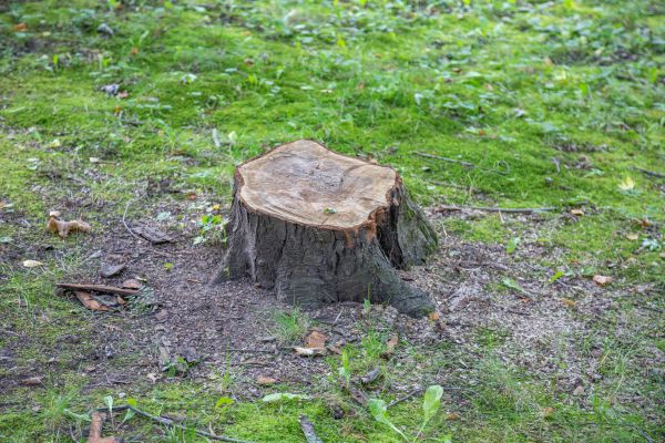 Bush Stump Removal in Marion
