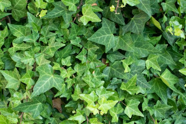 Cost of English Ivy Removal in Marion