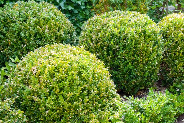 Cost of Landscape Trimming Service in Marion