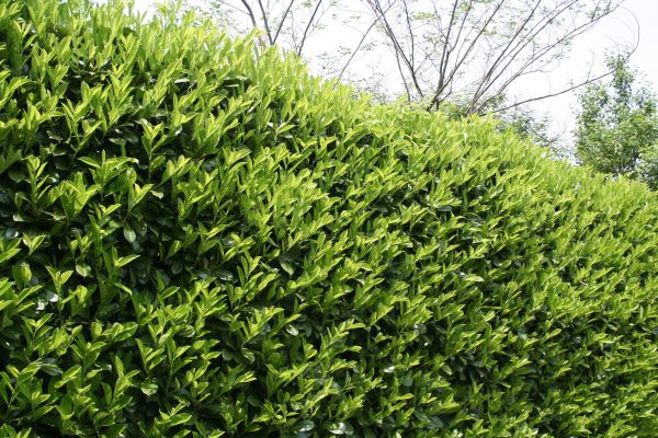 Cost of Laurel Removal in Marion