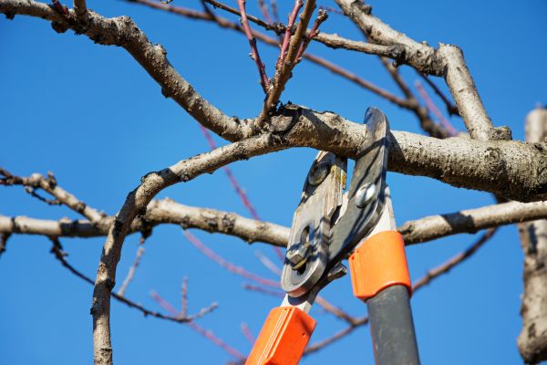 Cost of Pruning Service in Marion