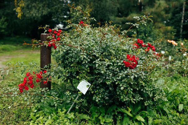Cost of Rose Bush Removal in Marion