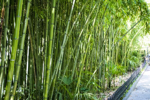 Cost of Bamboo Root Removal in Marion