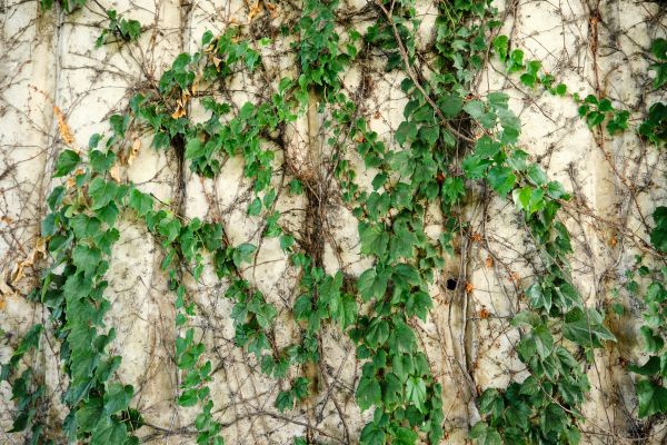 Cost of Vine Removal Service in Marion