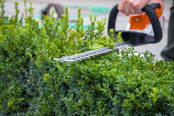 Hedge Shearing in Marion