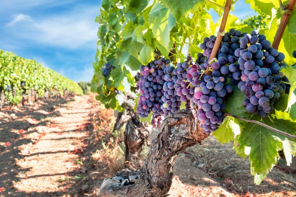 Grapevine Pruning in Marion