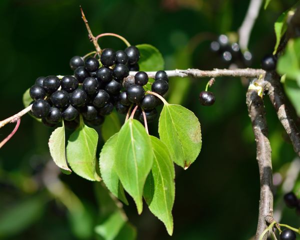 Cost of Buckthorn Removal in Marion