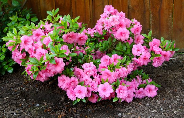 Cost of Azaleas Removal in Marion
