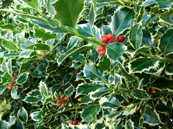 Cost of Holly Bushes Trimming in Marion