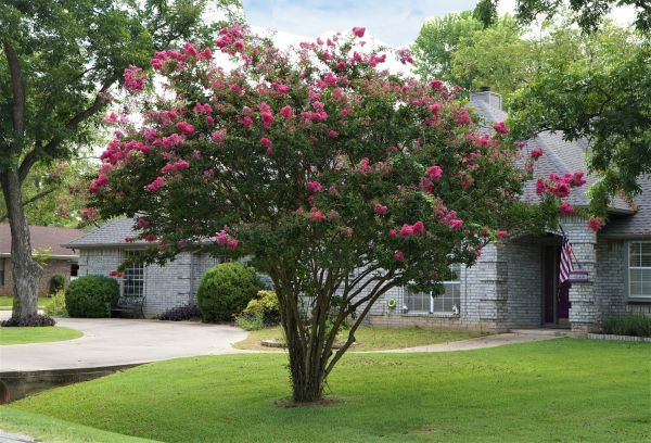 Crepe Myrtle Trimming in Marion
