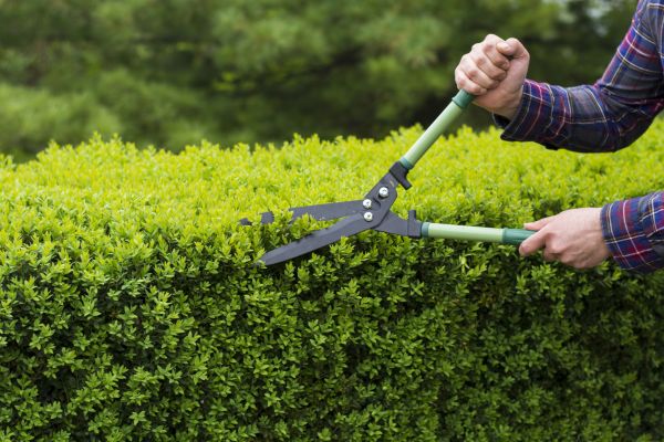Cost of Evergreen Shrub Pruning in Marion