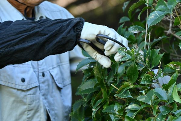 Holly Pruning in Marion