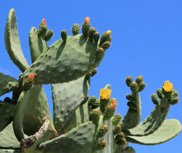 Cost of Cactus Removal in Marion