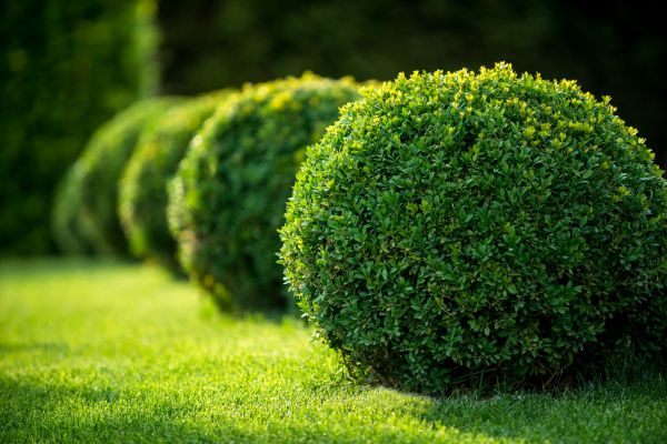 Cost of Boxwood Shaping in Marion