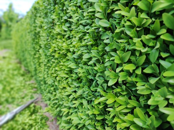 Boxwood Pruning in Marion