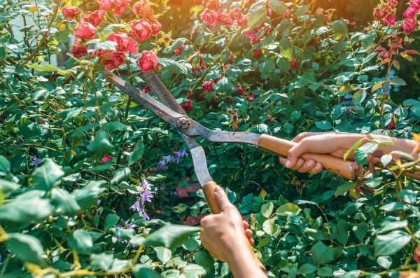 Knockout Roses Pruning in Marion