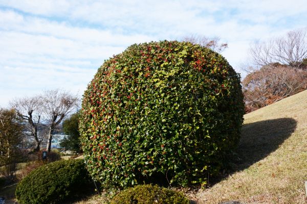 Cost of Holly Shrub Pruning in Marion