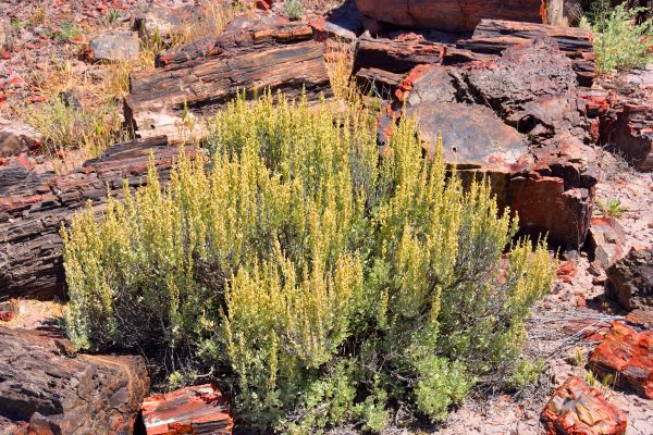 Cost of Sagebrush Removal in Marion