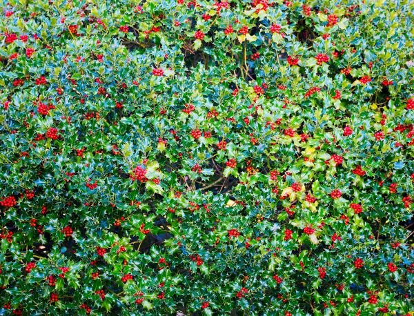 Cost of Holly Bush Removal in Marion