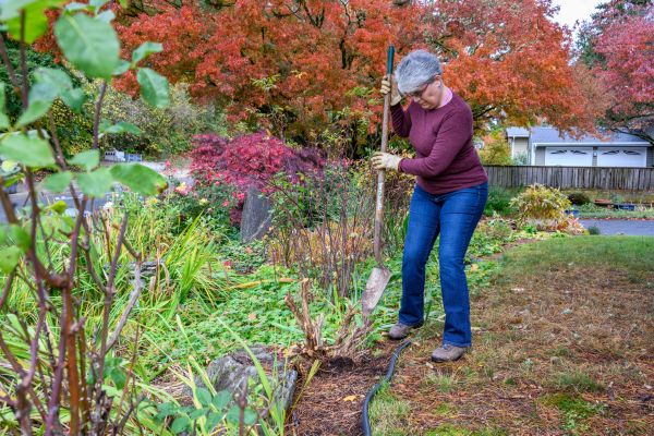 Cost of Dead Bush Removal in Marion