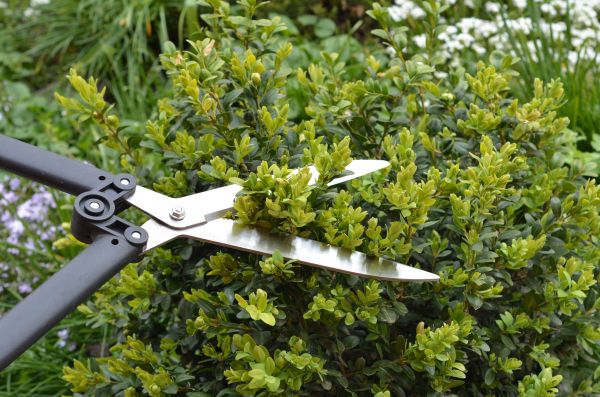 Boxwood Trimming in Marion