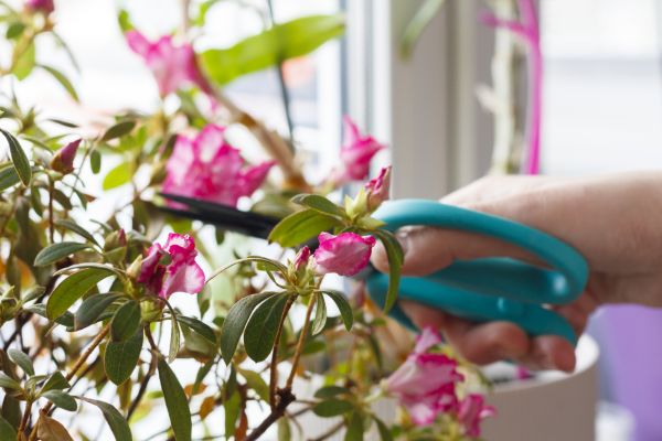 Azalea Pruning in Marion