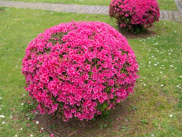 Cost of Rhododendron Pruning in Marion