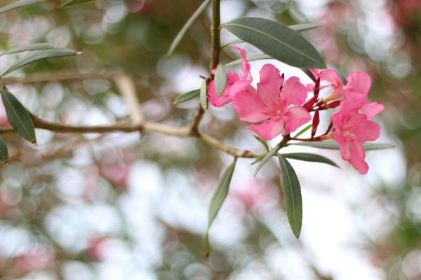 Cost of Oleander Removal in Marion