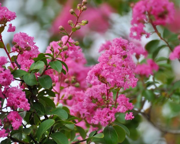 Cost of Crepe Myrtle Removal in Marion