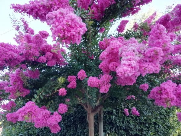Cost of Crape Myrtle Pruning in Marion