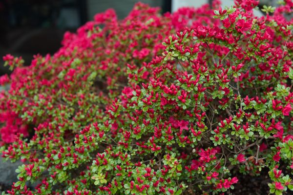 Cost of Weigela Removal Service in Marion