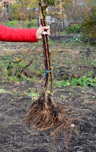 Cost of Shrub Root Removal in Marion
