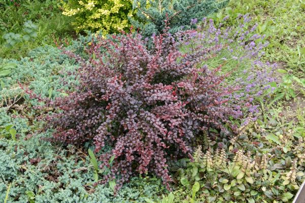 Cost of Japanese Barberry Removal in Marion