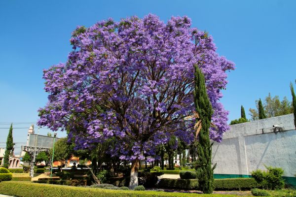 Cost of Jacaranda Pruning in Marion