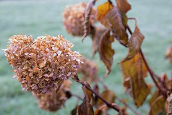 Cost of Hydrangea Removal in Marion