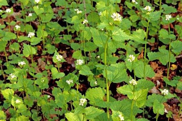Cost of Garlic Mustard Removal in Marion