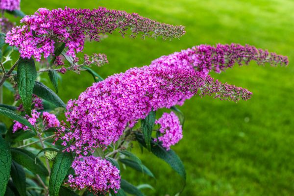 Cost of Butterfly Bush Removal in Marion