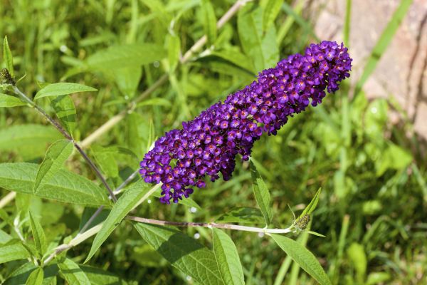 Butterfly Bush Pruning in Marion