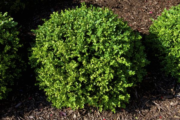 Cost of Boxwood Removal in Marion