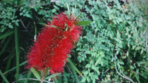 Cost of Bottlebrush Pruning in Marion