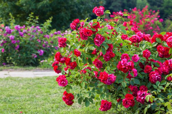 Shrub Trimming in Marion