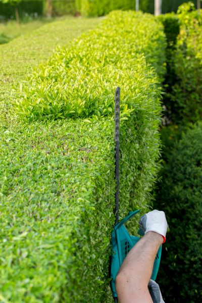 Hedge Trimming in Marion