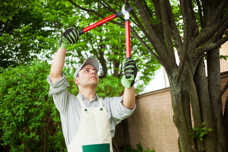 Arborists and Tree Care Experts